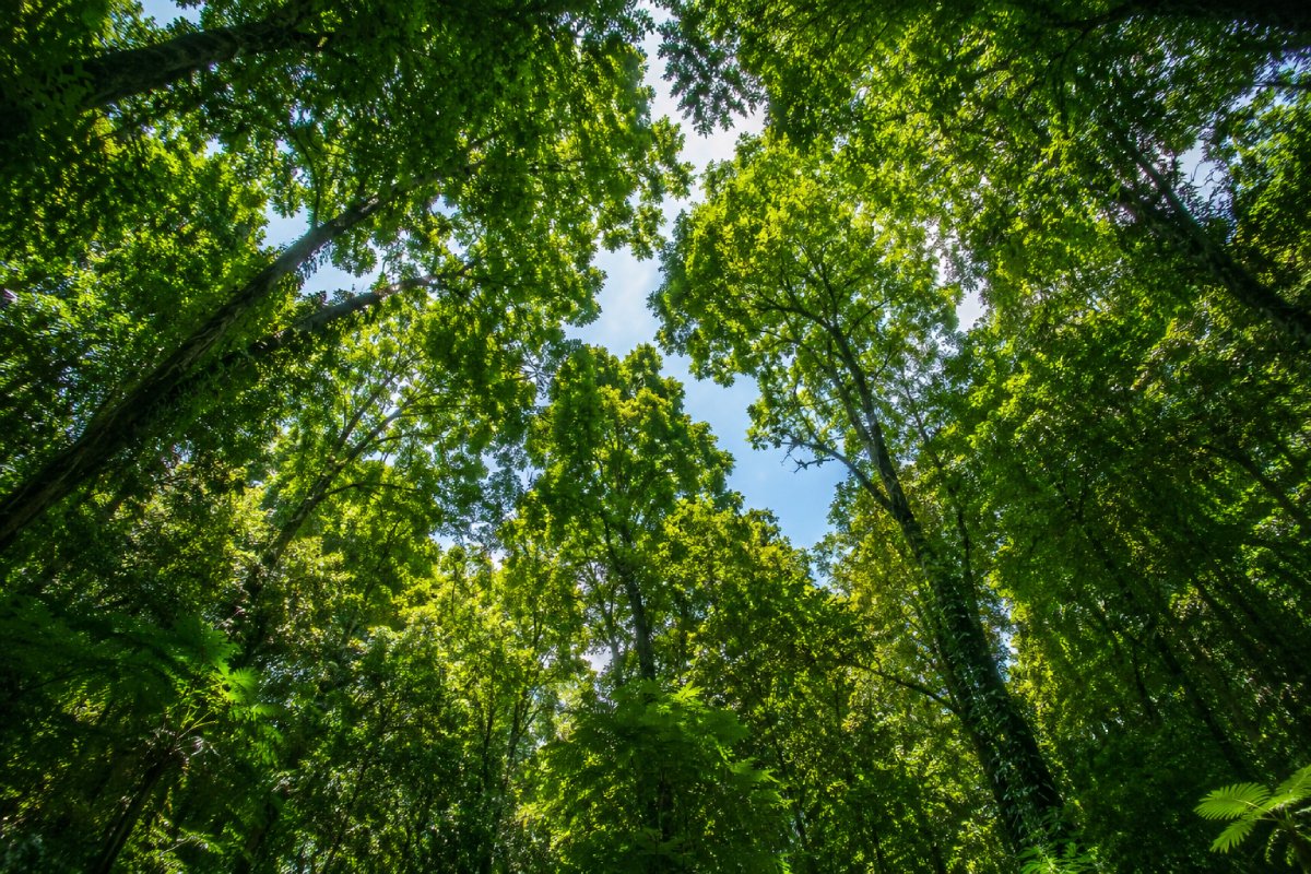 Aerial view of forest canopy